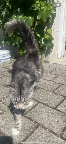 Maine Coon schwanger 