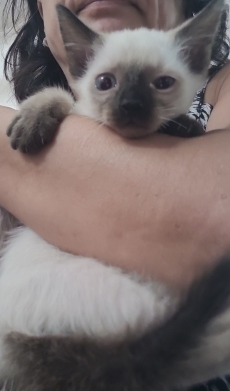 siam katzen baby