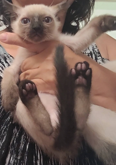 siam katzen baby