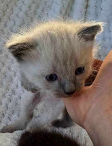 siam katzen baby