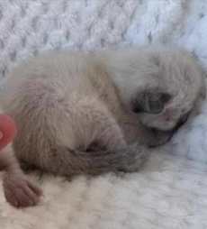 siam katzen baby
