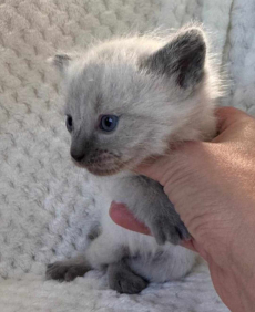 siam katzen baby