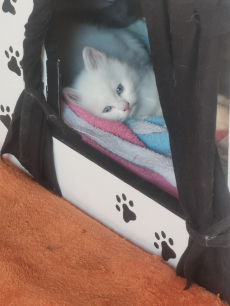 Türkisch Angora /Ragdoll Kitten suchen ihre Familie 