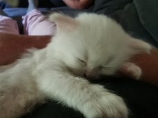 Türkisch Angora /Ragdoll Kitten suchen ihre Familie 