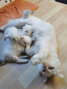 Türkisch Angora /Ragdoll Kitten suchen ihre Familie 