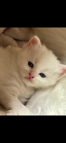 Türkisch Angora /Ragdoll Kitten suchen ihre Familie 