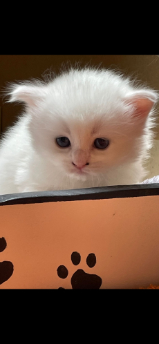 Türkisch Angora /Ragdoll Kitten suchen ihre Familie 