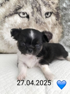 Chihuahua Welpen mit Schweizer Stammbaum SRZ