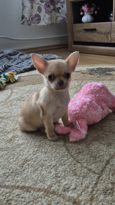 Chihuahua drei Welpen 