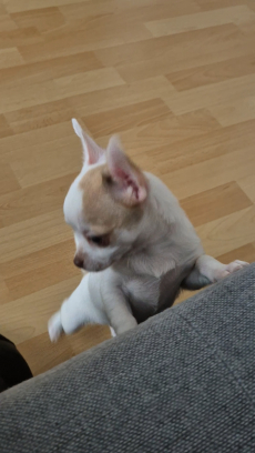 Chihuahua drei Welpen 