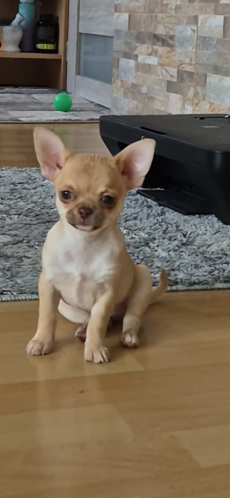 Chihuahua drei Welpen 