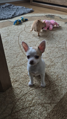 Chihuahua drei Welpen 