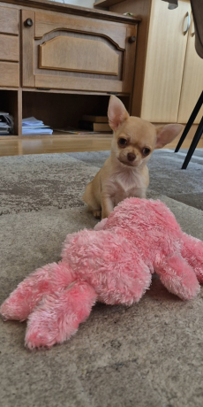 Chihuahua drei Welpen 
