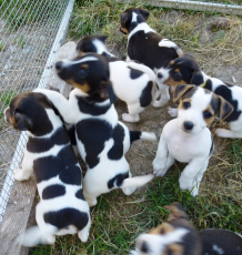 Jack russel Welpen