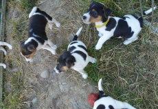 Jack russel Welpen