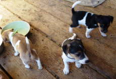 Jack russel Welpen