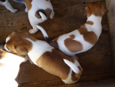 Jack russel Welpen