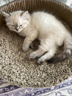 Süsse Ragdolls Kinder 