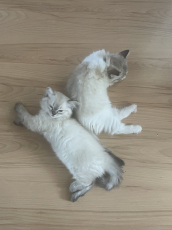 Süsse Ragdolls Kinder 