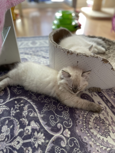 Süsse Ragdolls Kinder 