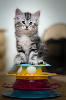 Sibirische Katzenbabys