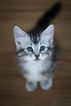 Sibirische Katzenbabys