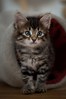 Sibirische Katzenbabys