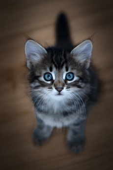 Sibirische Katzenbabys