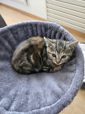 Babykatzen