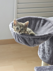 Babykatzen
