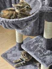 Babykatzen