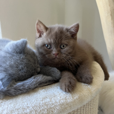 BKH- Kitten suchen ab 7. Aug. 25 …. 