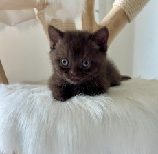 BKH- Kitten suchen ab 7. Aug. 25 …. 
