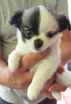 Niedliche Chihuahua Welpeli LH