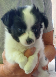 Niedliche Chihuahua Welpeli LH