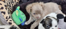 Niedliche Chihuahua Welpeli LH
