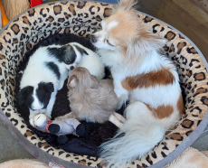 Niedliche Chihuahua Welpeli LH