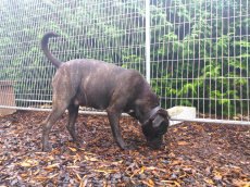 Gesunde Cane Corso Welpen reinrassig geboren am 4. Juli 25
