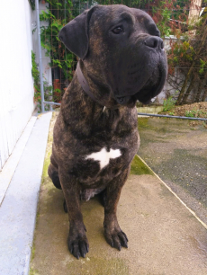 Gesunde Cane Corso Welpen reinrassig geboren am 4. Juli 25