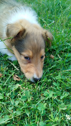 Wunderschöne Collie-Welpen zu verkaufen