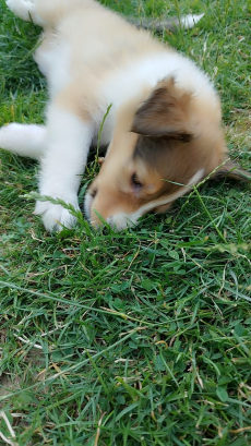 Wunderschöne Collie-Welpen zu verkaufen