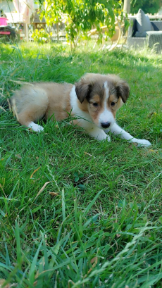Wunderschöne Collie-Welpen zu verkaufen