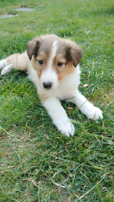 Wunderschöne Collie-Welpen zu verkaufen