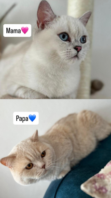 Reinrassige BKH Kitten 
