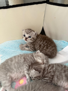 Reinrassige BKH Kitten 