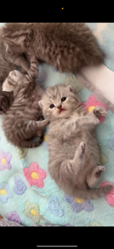 Reinrassige BKH Kitten 
