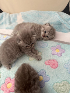 Reinrassige BKH Kitten 