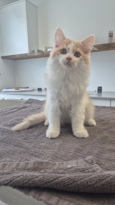 Blh kitten sucht sein für immer zuhause 