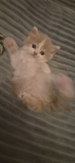Blh kitten sucht sein für immer zuhause 