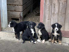 Border Collie x Bernen Sennenhund Welpen